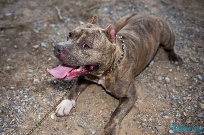 Продам собаку., фотография 1