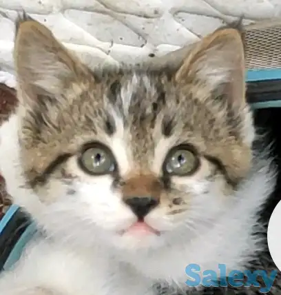 Отдаем котят в хорошие руки, фотография 2