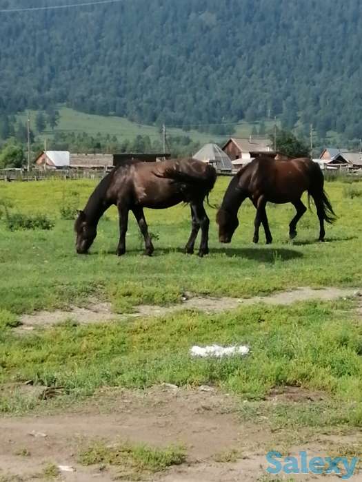 Лошади, кобылки, жеребчики новоалтайские, фотография 8
