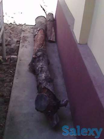 Ствол черешни(древесина), сухой, прямой 4 метра, фотография 1