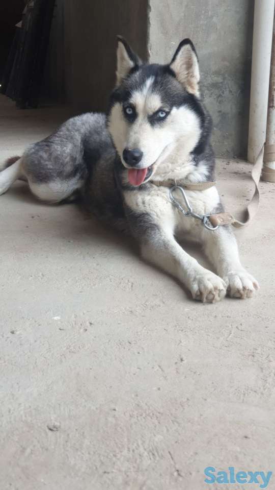 Сибирский хаски родословная здоровая девочка 2 года паспорт прививка, фотография 4