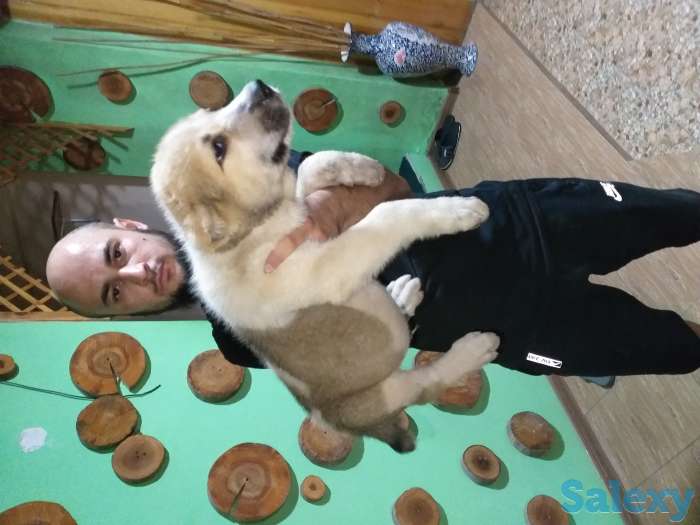 Среднеазиатское овчарка Алабай, фотография 3