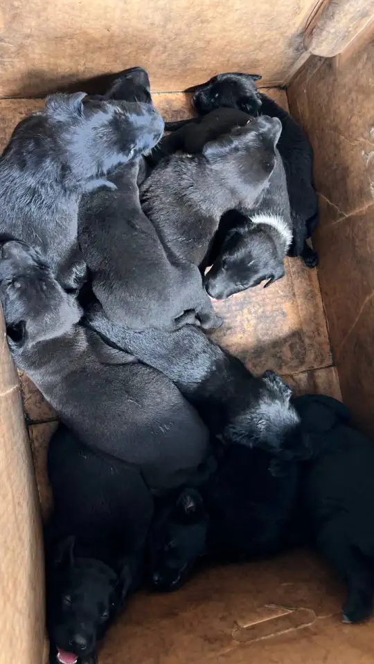 Продаются щенки, фотография 3