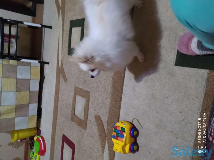 Продам шпица, фотография 1