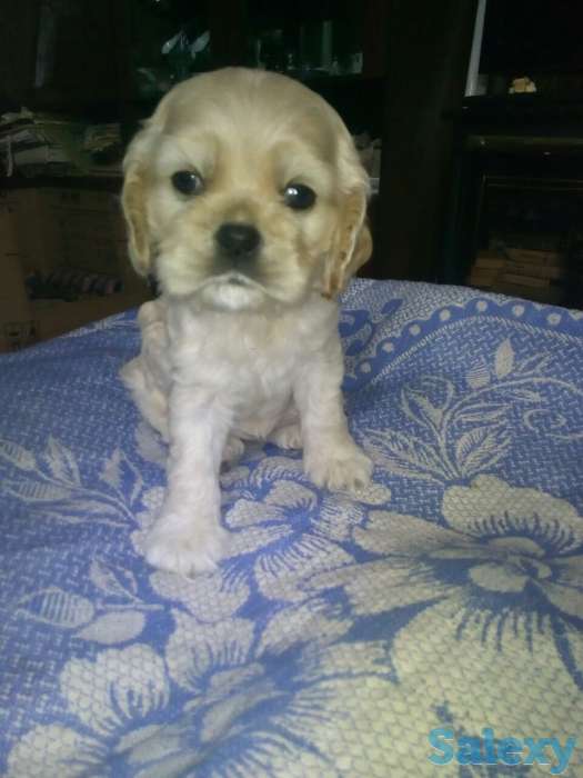 Очаровательные щенки американского  кокенспаниеля, фотография 1