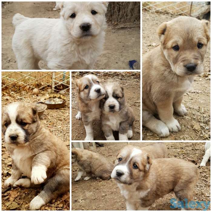 Продаются чистокровные алабаи!, фотография 1