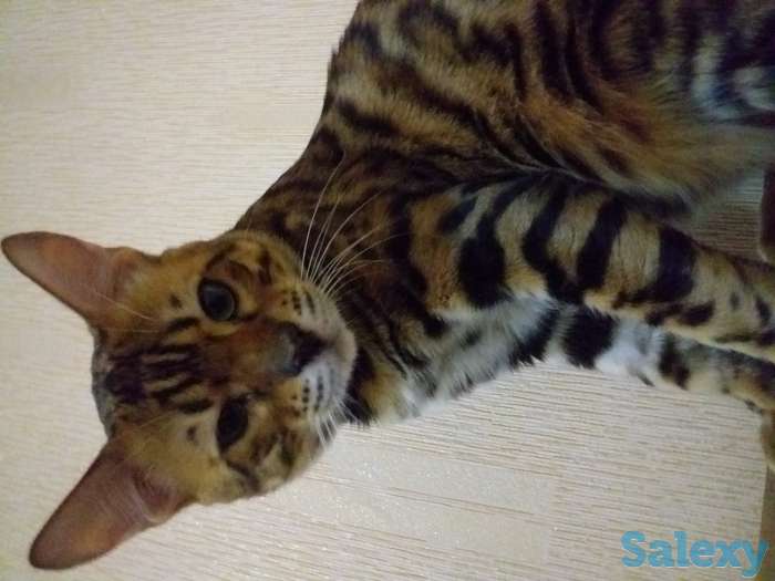 Бингальский кот, родословный, с документами и прививками, фотография 3