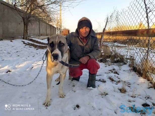 Бартер алабайни алмашаман товукларга ёки куркаларга, фотография 1