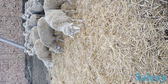 Мериносовые овцы, фотография 3