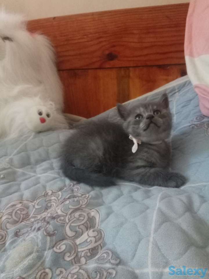 Породистые шотландские котята, фотография 7