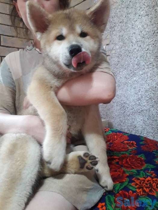 Акита от чемпиона, фотография 1