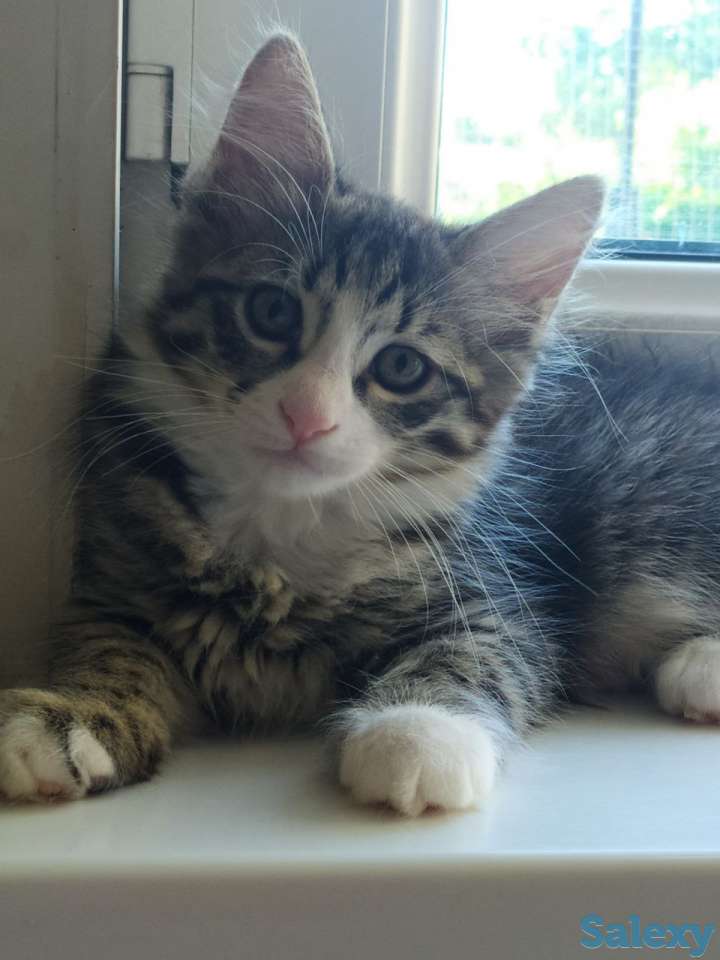 Отдам котят в хорошие руки, фотография 2