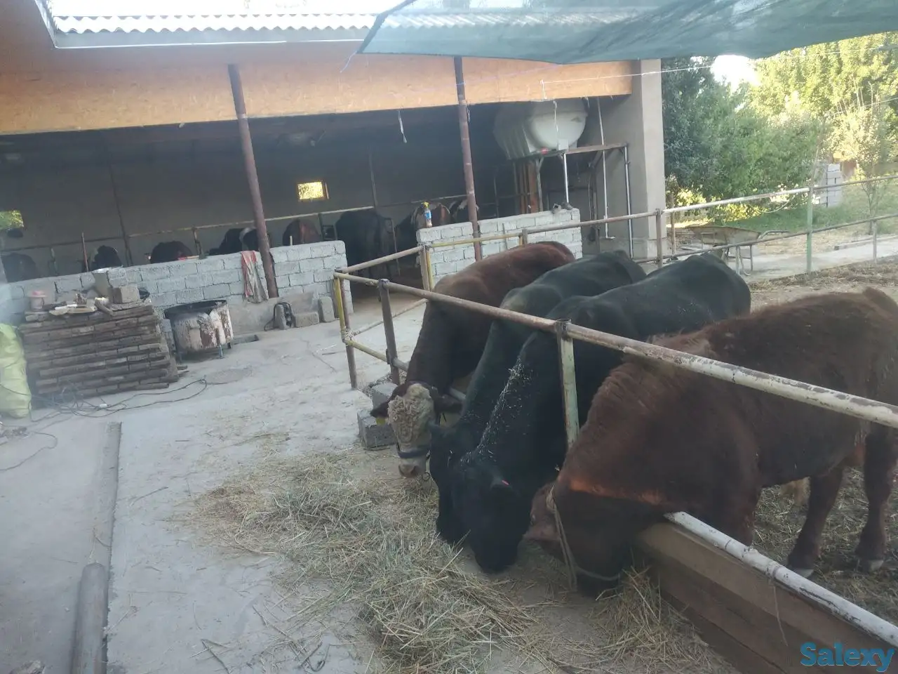 Продажа Ферма Дача, ТашОбл Юкори Чирчик Янги Бозор дахаси, фотография 2