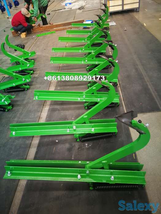 Лапа стрельчатая, фотография 2