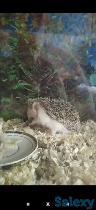 Ежик, фотография 1